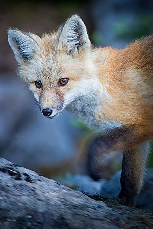 Cascade Fox - Red Phase