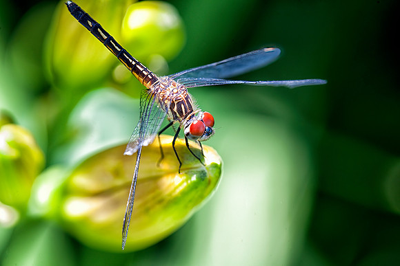 White Faced Meadowhawk Dragonfly