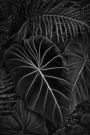 Colocasia, Nicholas Conservatory, Rockford, IL