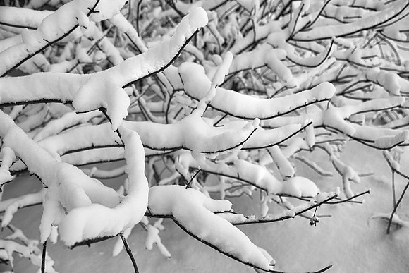 Snow on Branches, Kane County, IL