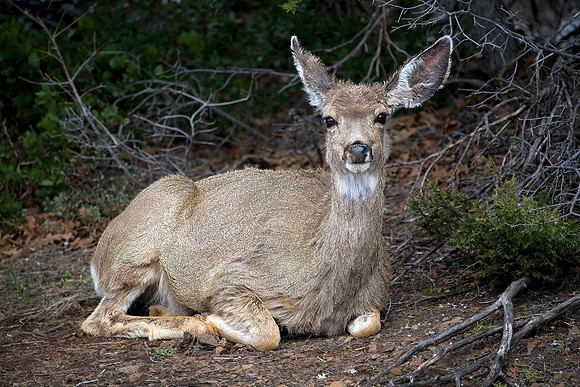 Mule Deer Doe