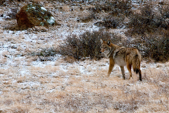Coyote