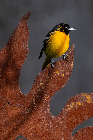 Baltimore Oriole, Male
