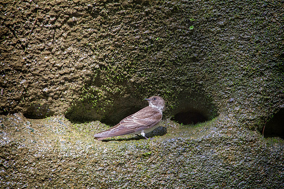 Cliff Swallow