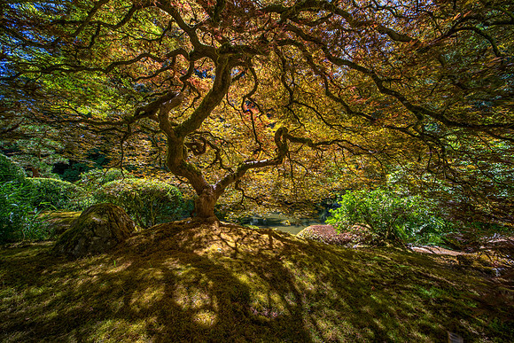 Japanese Maple, Portland, OR