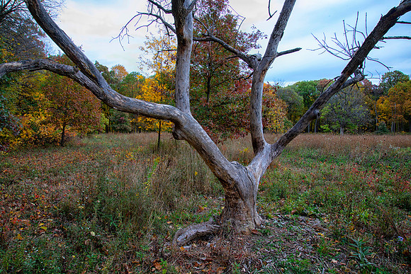 Tree in Autumn, Lisle, IL