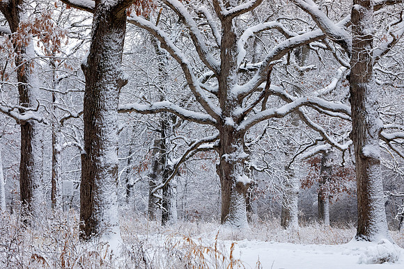 Oak Forest, Kane County, IL