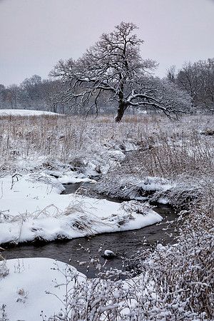 Oak Tree and Stream, Kane County, IL