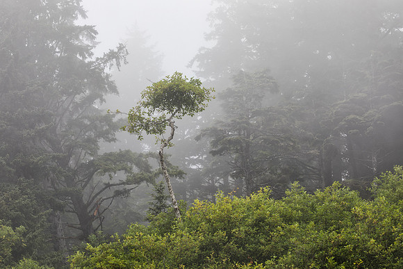 Trees and Coastal Fog, Ruby Beach, Olympic National Park, WA