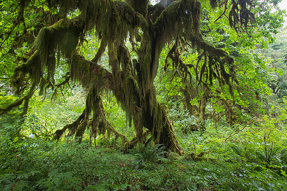 What Nightmares Are Made Of, Moss-covered Maple, Hoh Rainforest, Olympic National Park, WA
