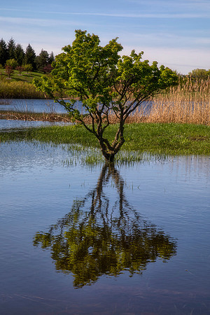 Floating Crabapple, Morton Arboretum, Lisle, IL