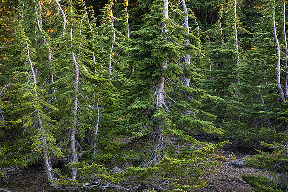 Dance of the Whitebark Pines II, Crater Lake National Park, OR