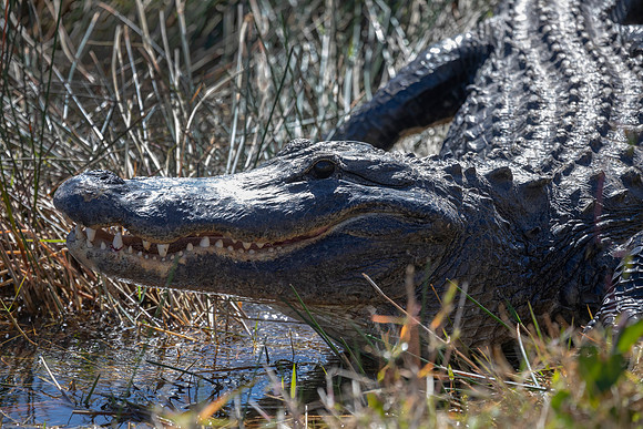 American Alligator