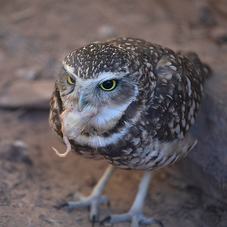 Burrowing Owl, Feeding on Mouse
