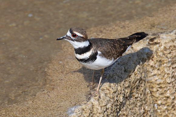 Killdeer