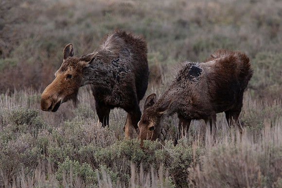 Cow Moose with Yearling
