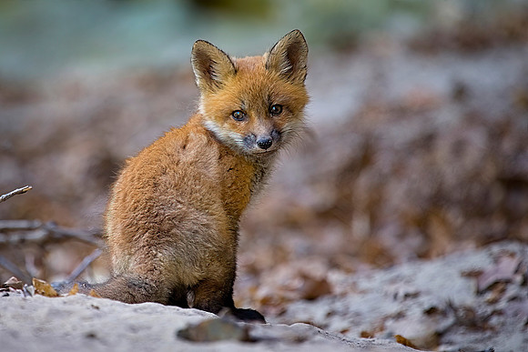 Red Fox Kit