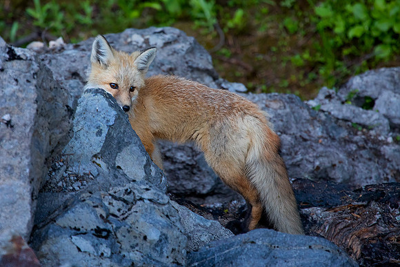 Cascade Fox - Red Phase