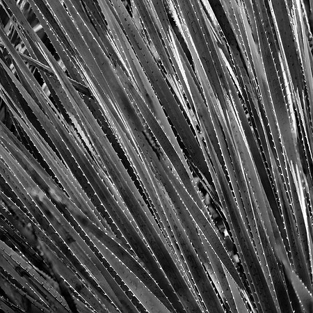 Cactus (Series), Phoenix, AZ