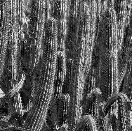 Cactus (Series), Phoenix, AZ
