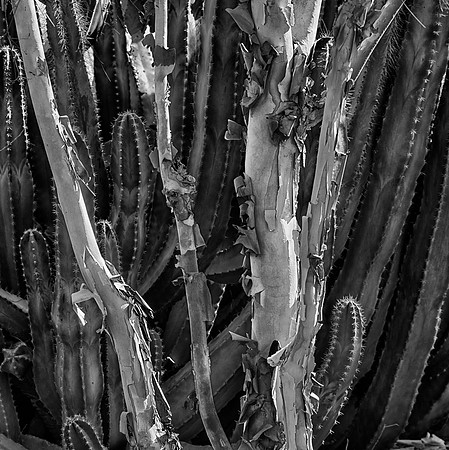 Cactus (Series), Phoenix, AZ
