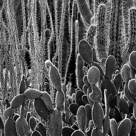 Cactus, Phoenix, AZ