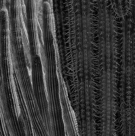 Cactus (Series), Phoenix, AZ