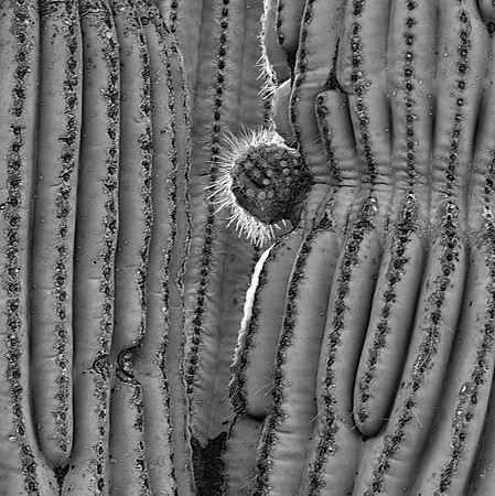 Cactus, Phoenix, AZ