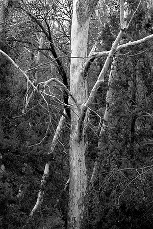 Arizona Sycamore, Sedona, AZ
