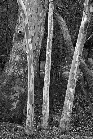 Arizona Sycamore, Sedona, AZ