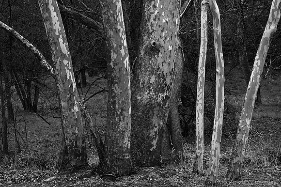 Arizona Sycamore, Sedona, AZ