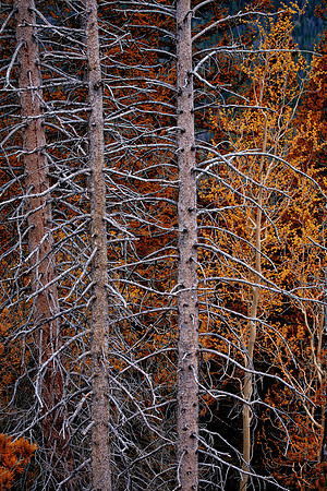 Early Winter, Rocky Mountain National Park, CO