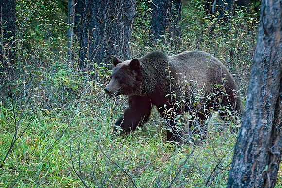 Grizzly Bear