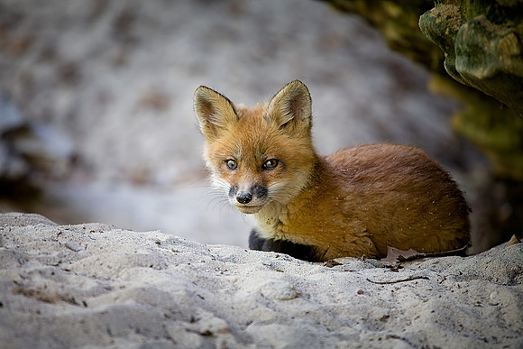 Red Fox Kit