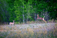 Leap of Joy, White-tailed Deer