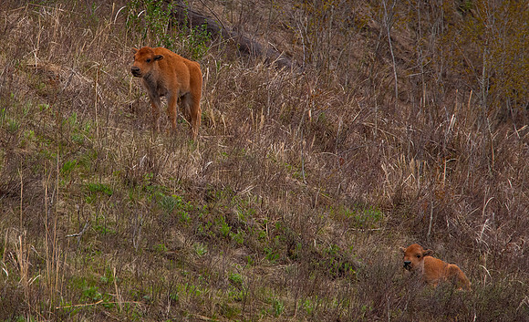 Bison Calves