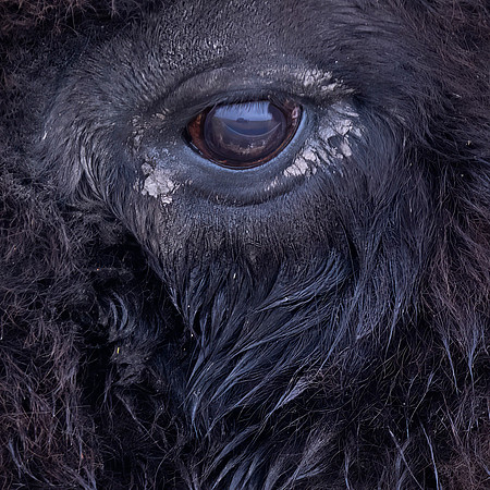 Side Eye (Bison)