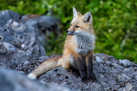 Cascade Fox - Red Phase