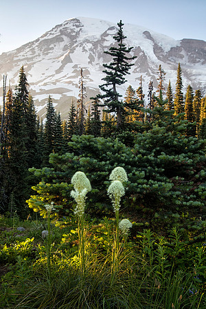 Bear Grass,  Crooked Pine and Mt Rainier, Mt Rainier National Park, WA