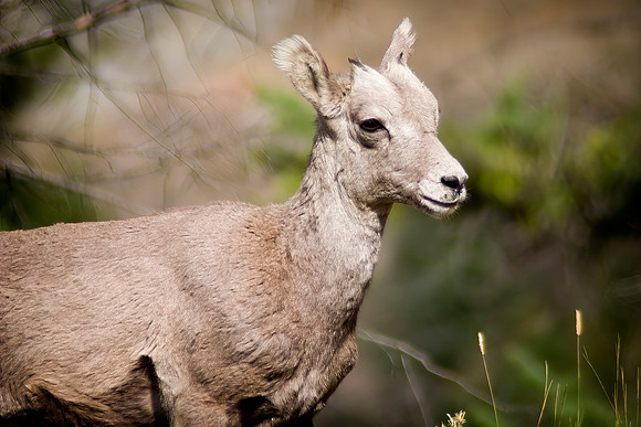 Rocky Mountain Bighorn Sheep Lamb