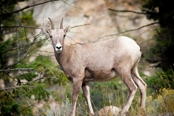 Rocky Mountain Bighorn Sheep Ewe