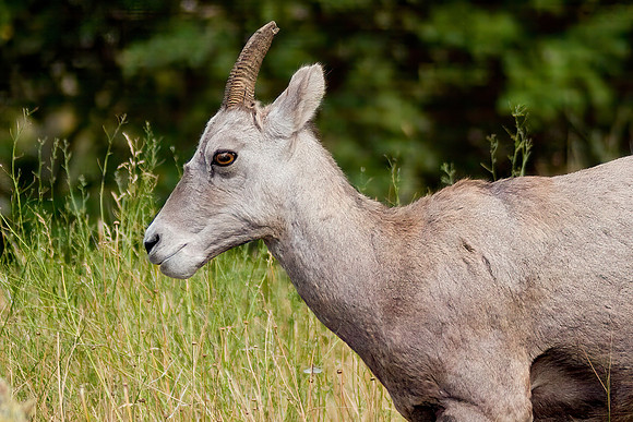 Rocky Mountain Bighorn Sheep Ewe