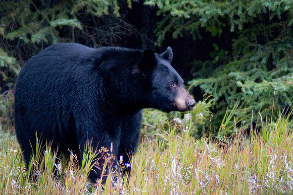 Black Bear
