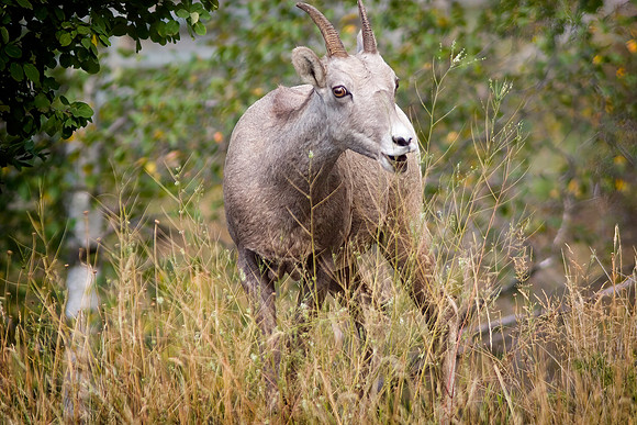 Rocky Mountain Bighorn Sheep Ewe
