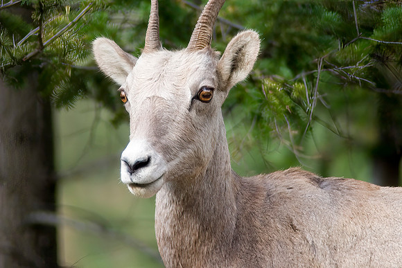 Rocky Mountain Bighorn Sheep Ewe