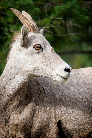 Rocky Mountain Bighorn Sheep Ewe