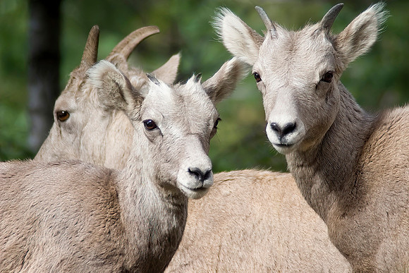 Rocky Mountain Bighorn Sheep Lambs