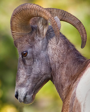 Rocky Mountain Bighorn Sheep Ram