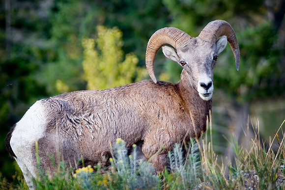 Rocky Mountain Bighorn Sheep Ram