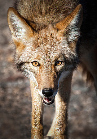 Coyote